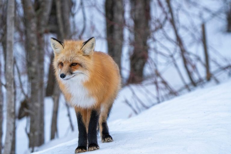 Amazing Animal Adaptations for Winter: Hibernation, Camouflage, and More